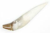 Fossil Primitive Whale (Basilosaur) Tooth - Morocco #215090-1